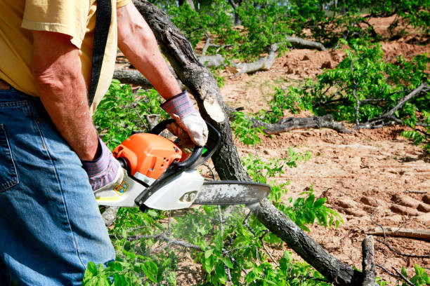 Tree Root Removal in Henderson, GA